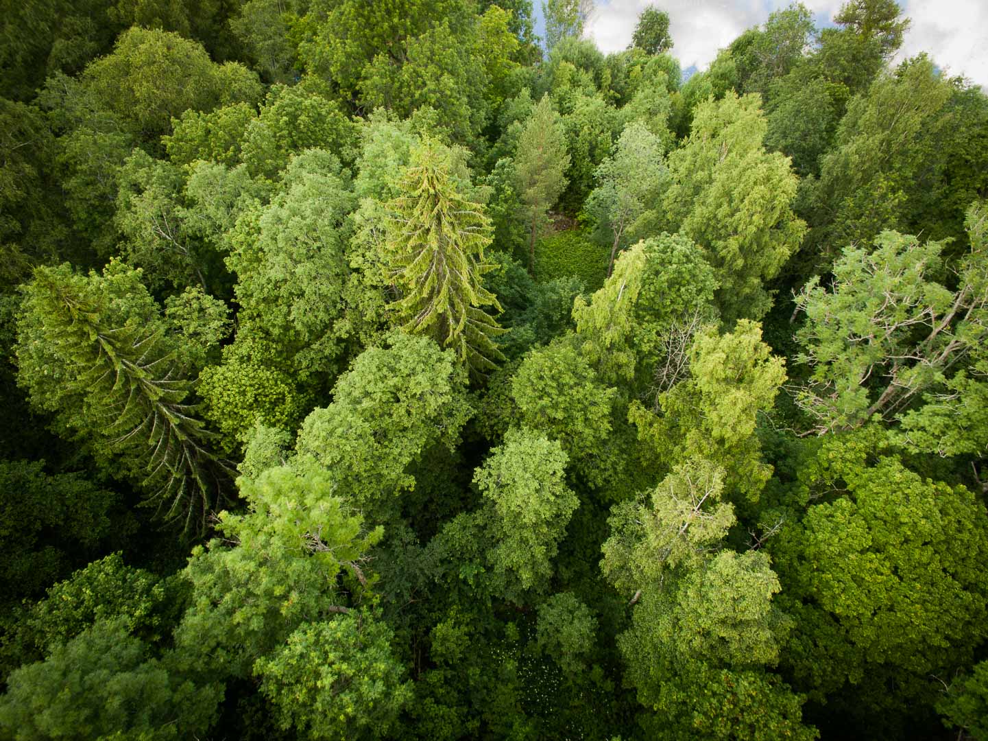 skog skog